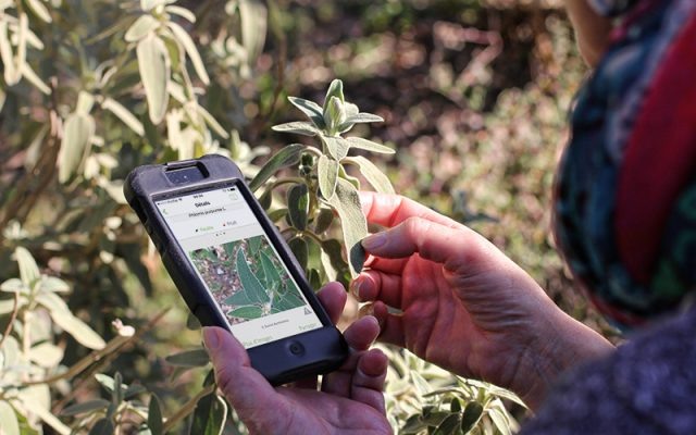 Une plante photographiée et identifiée avec l’application Pl@ntNet